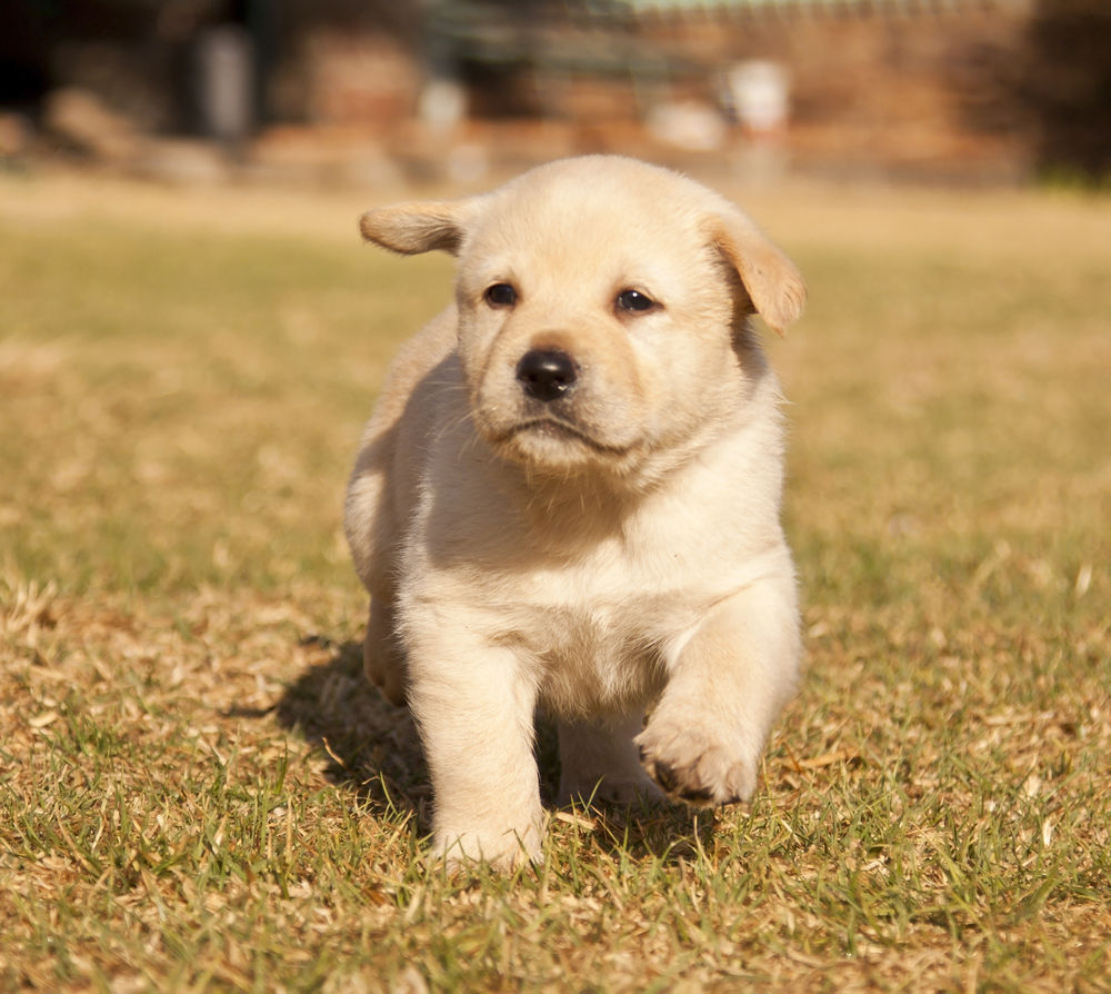 White Labrador puppy runs on grass in sunshine