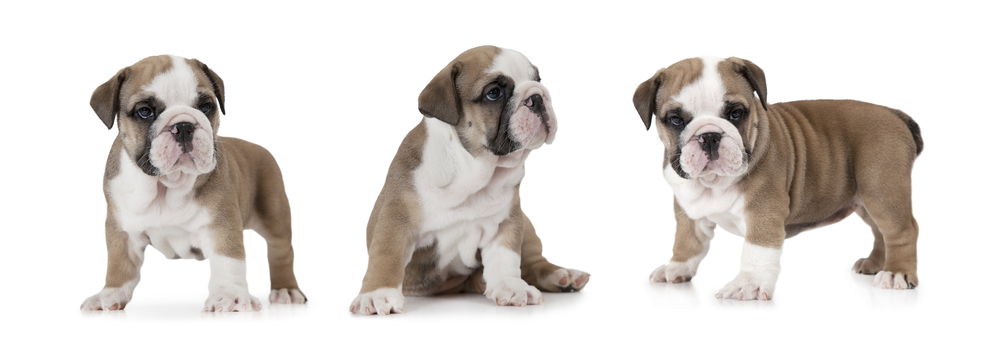 English Bulldog puppy (six weeks old)