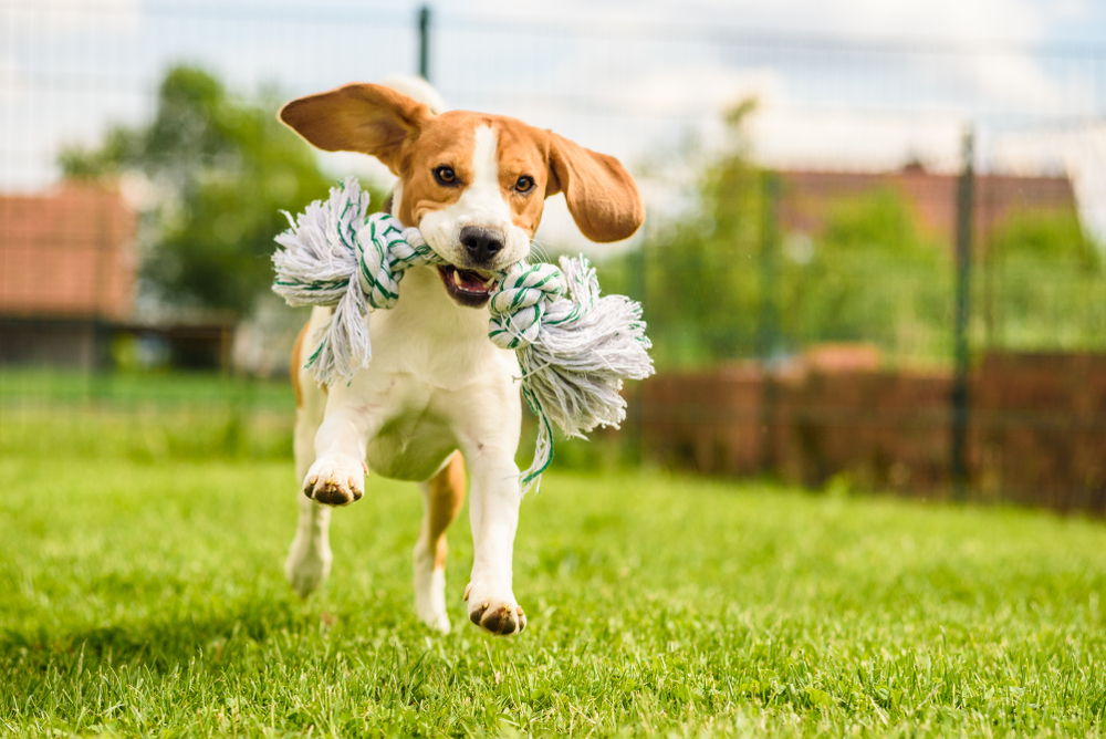 Beagle dog jumping and running with a toy in a outdoor towards the camera