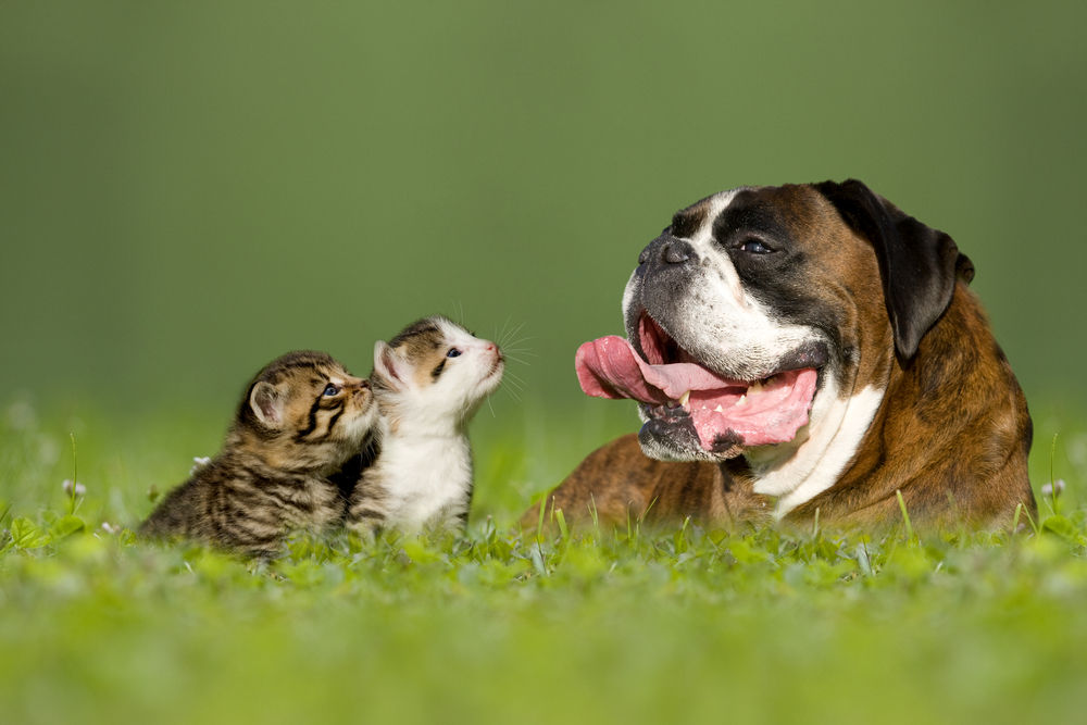 boxer dog with- little kittens