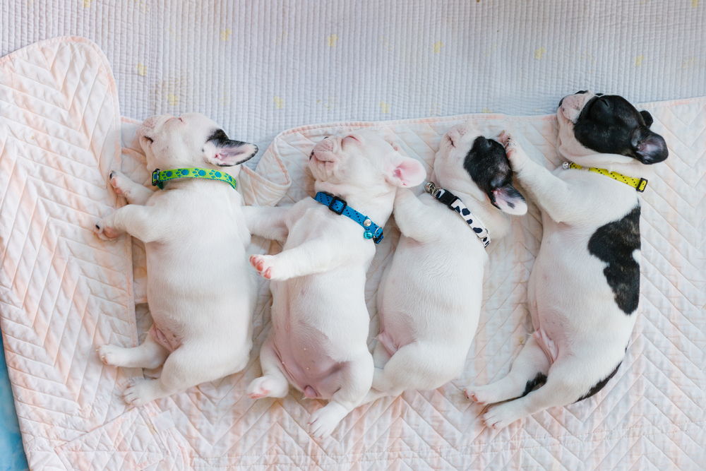 The baby French Bulldog are sleeping on the bed