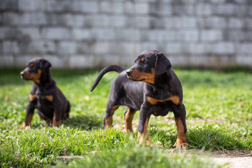 cute dobermann puppy