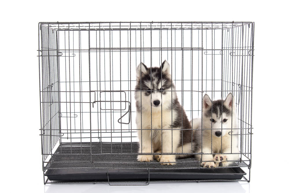 Cute siberian husky puppies in the cage