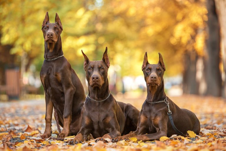 do dobermans brains outgrow their skull