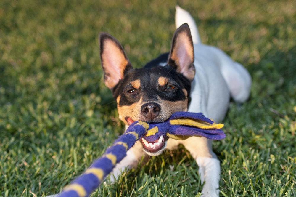 toy fox terrier playing tug of war