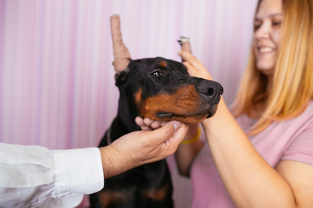 Young purebred doberman puppy getting veterinary treatment because of cropped ears