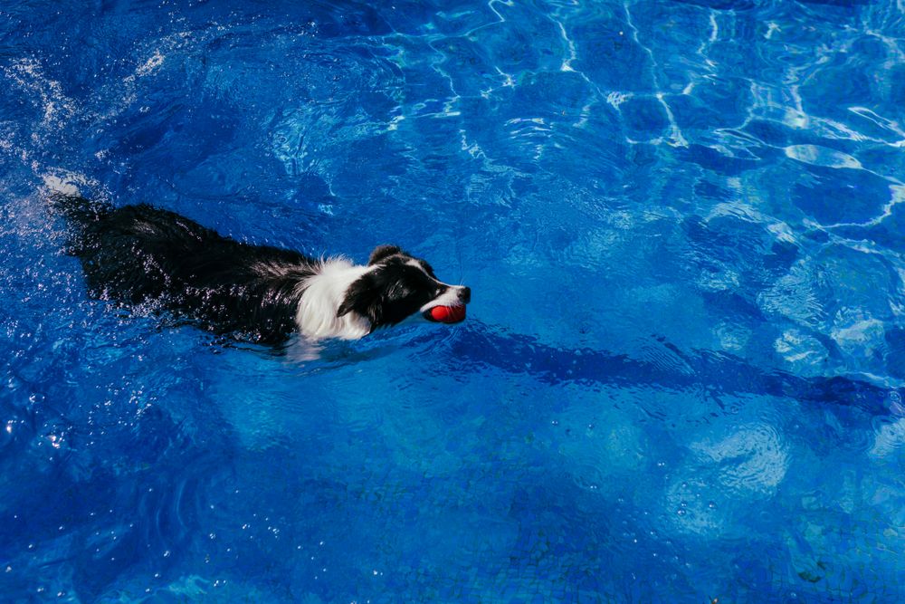 Border collie is swimming at the pool