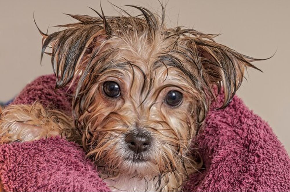 Morkie puppy getting dry after his bath