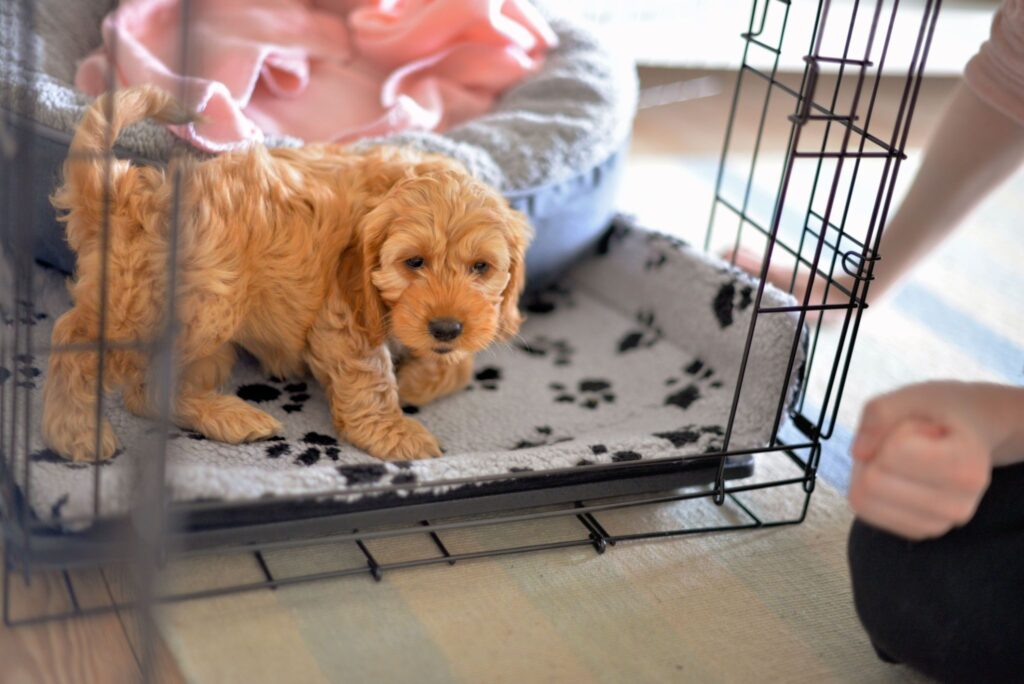 dog crate in bedroom or living room