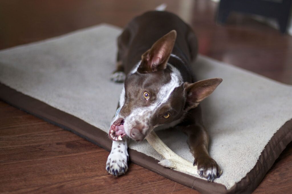 how to sterilize deer antlers for dog chews