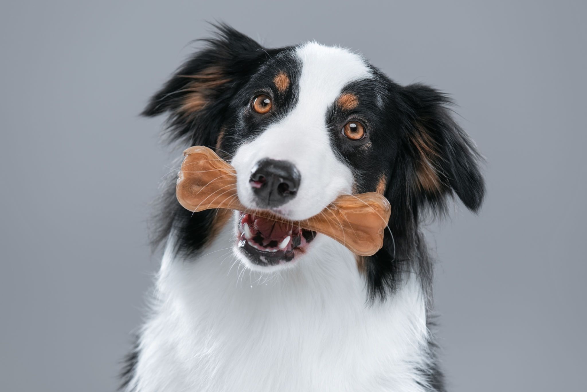 Australian Shepherd dog with chew bone