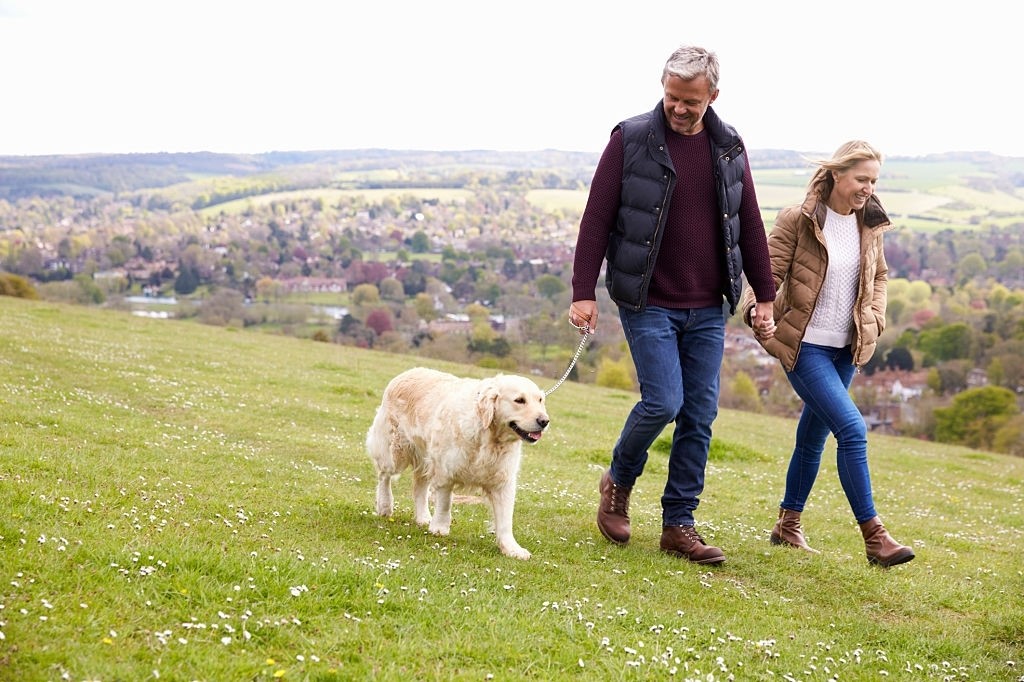 how to train an older dog to walk on a leash