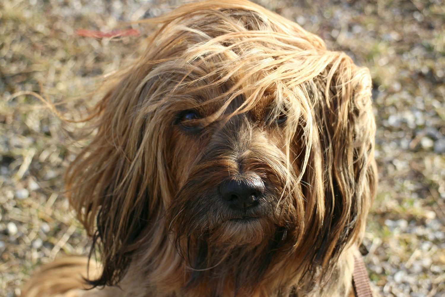 How to Groom a Tibetan Terrier 