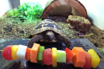 Can Russian Tortoises Eat Carrots? Interesting Fact 