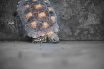 My Tortoise Keeps Trying To Climb The Walls