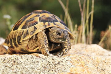 Tortoise Making Croaking Noise? Here Is The Reasons Why