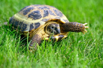 Tortoise Not Eating But Active? Find Out The Reason Why