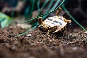 How Long Can A Tortoise Be On Its Back? Why They Keep Doing It