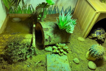 Do Tortoises Need A Heat Lamp? Here’s Everything You Need To Know