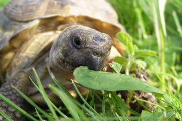How Often Should I Feed My Russian Tortoise (Explained)