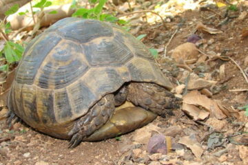 Why Does My Tortoise Sleep All Day? (Explained)