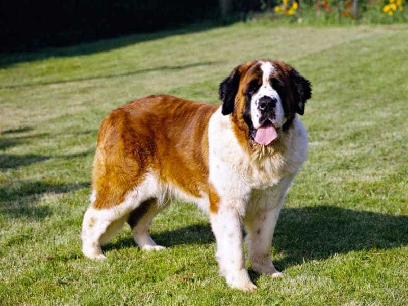 saint bernard