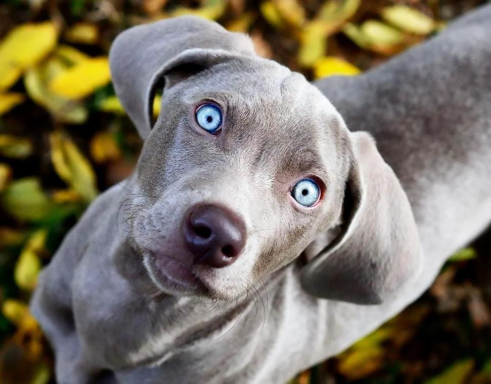 Weimaraner