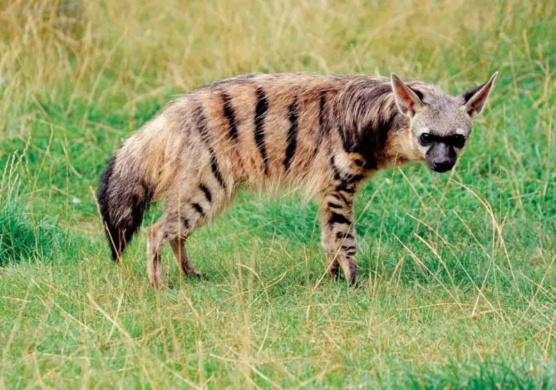 Animals That Start With A