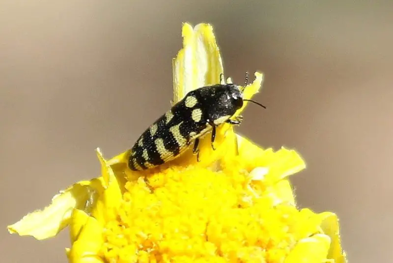 Yellow Beetles with Black Spots