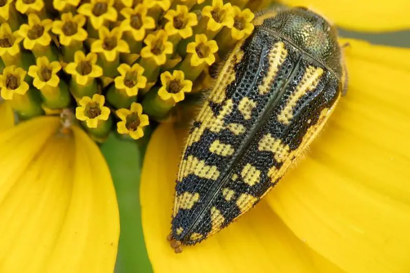 Yellow Beetles with Black Spots