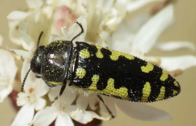 Yellow Beetles with Black Spots