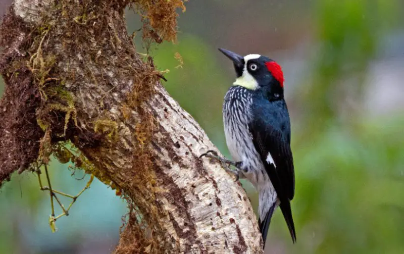 Types of Woodpeckers