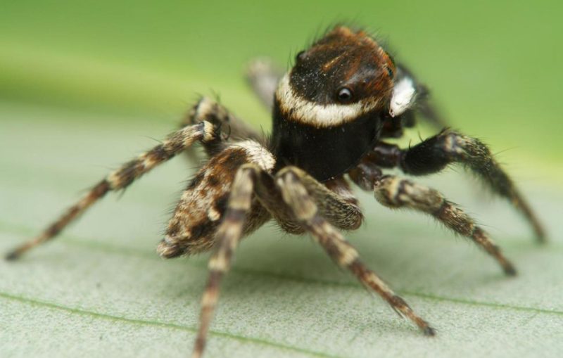 adansons-house-jumper-800x509-1 Spiders in Arkansas