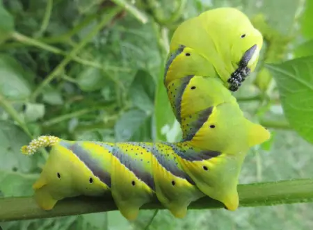 African Death’s-Head Hawkmoth
