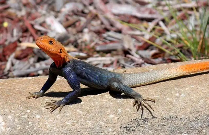 Animals That Start With A