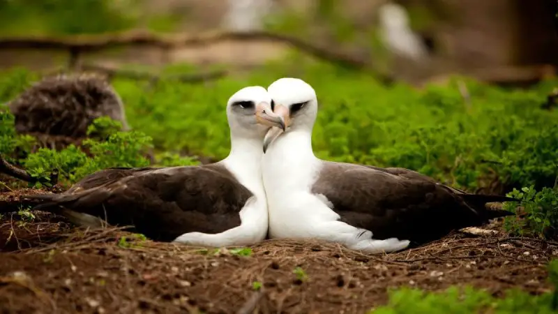 Animals That Start With A