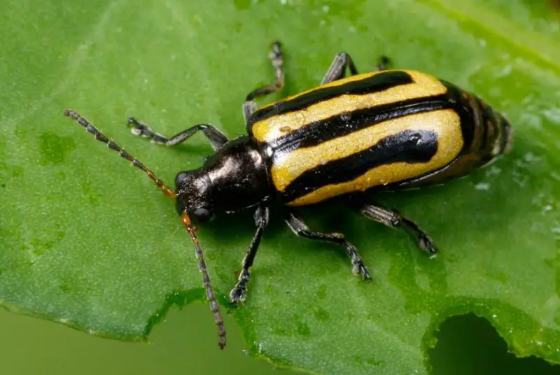 Yellow Beetles with Black Spots