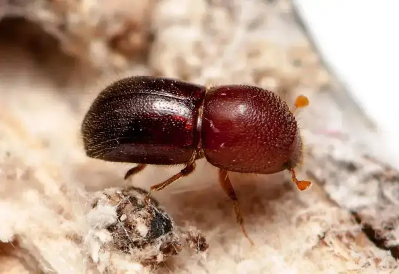 Animals That Start With A