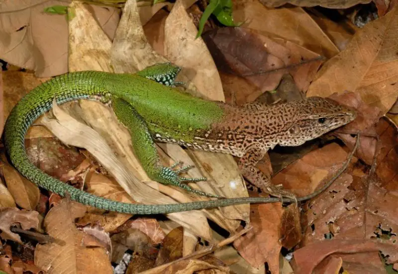 Green Lizards in Florida