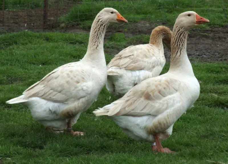 Types of Geese