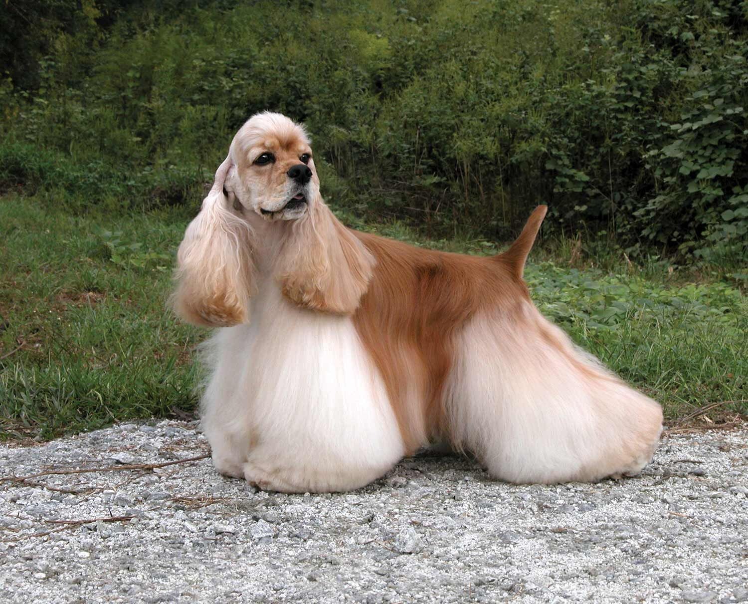 Animals That Start With A