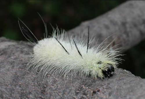 20 Types of White Caterpillars (With Pictures)