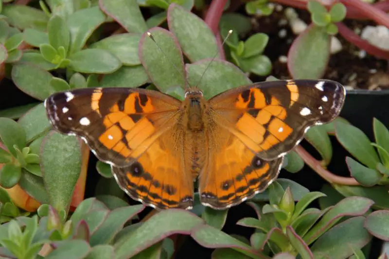Black and Orange Butterfly