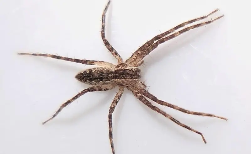 american-nursery-web-spider-800x491-1 Brown Spiders in Texas