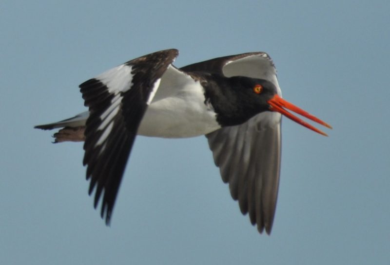 Black Birds with White Stripes on Wings