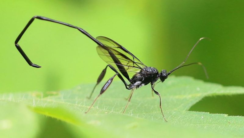 Black Wasps in Texas