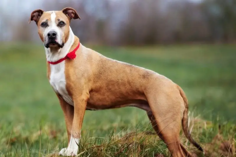 Animals That Start With A