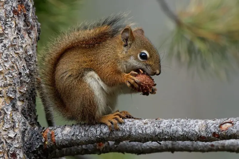 Squirrels in Indiana