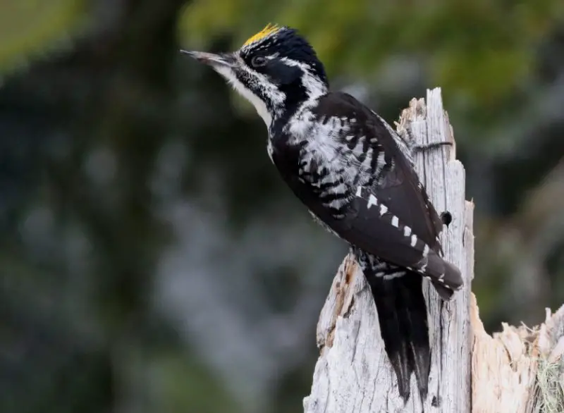 Types of Woodpeckers