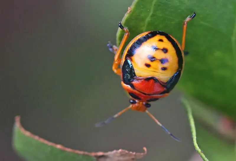 Black and Orange Bugs